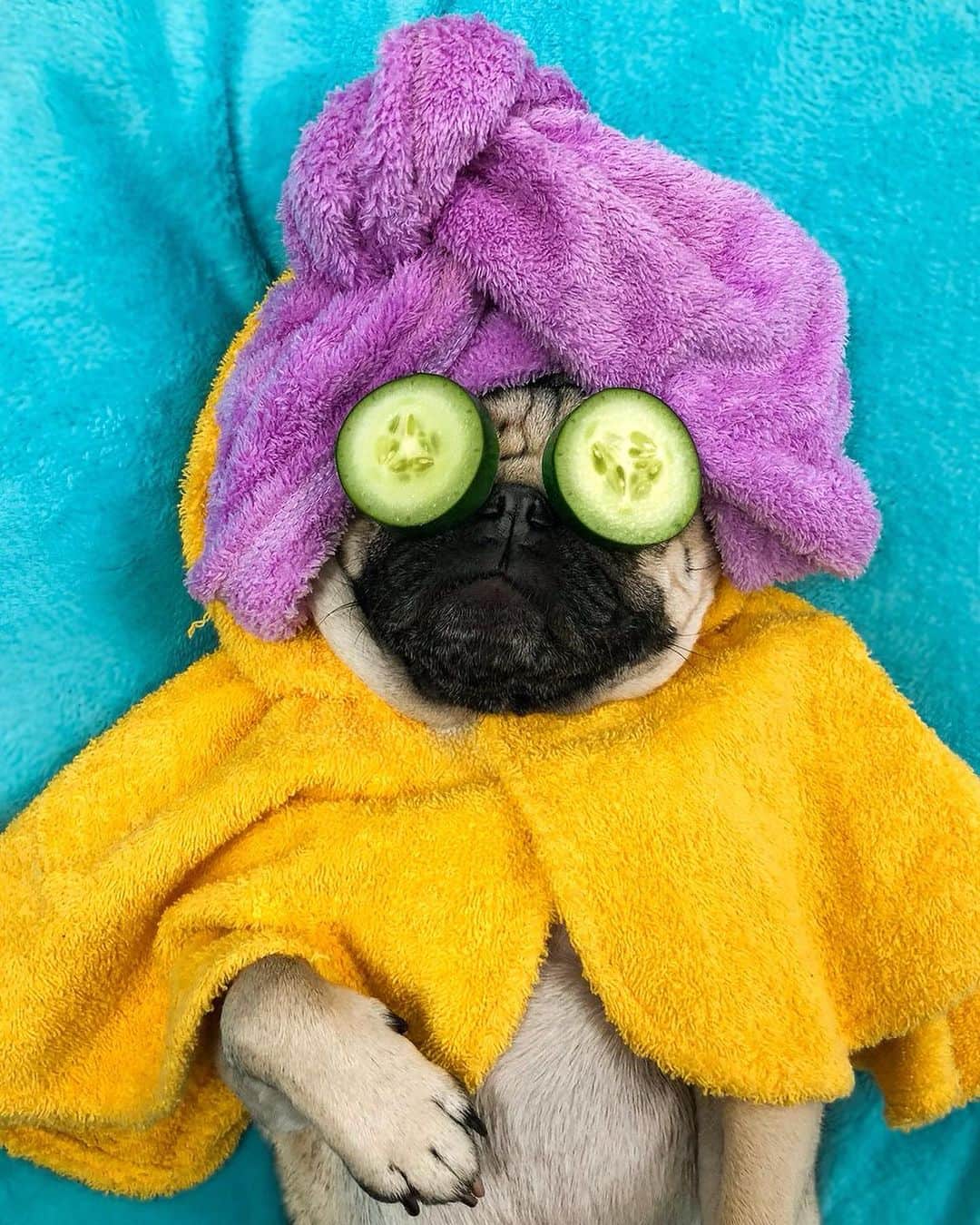 itsdougthepugのインスタグラム：「“Me all Labor Day weekend” -Doug  Doug is having a SALE all weekend! All @nonipup products are 15% off with code “LABORDAY” at www.nonipup.com  Now your dog can be comfy, chill and allergy free like Doug and his friends!」