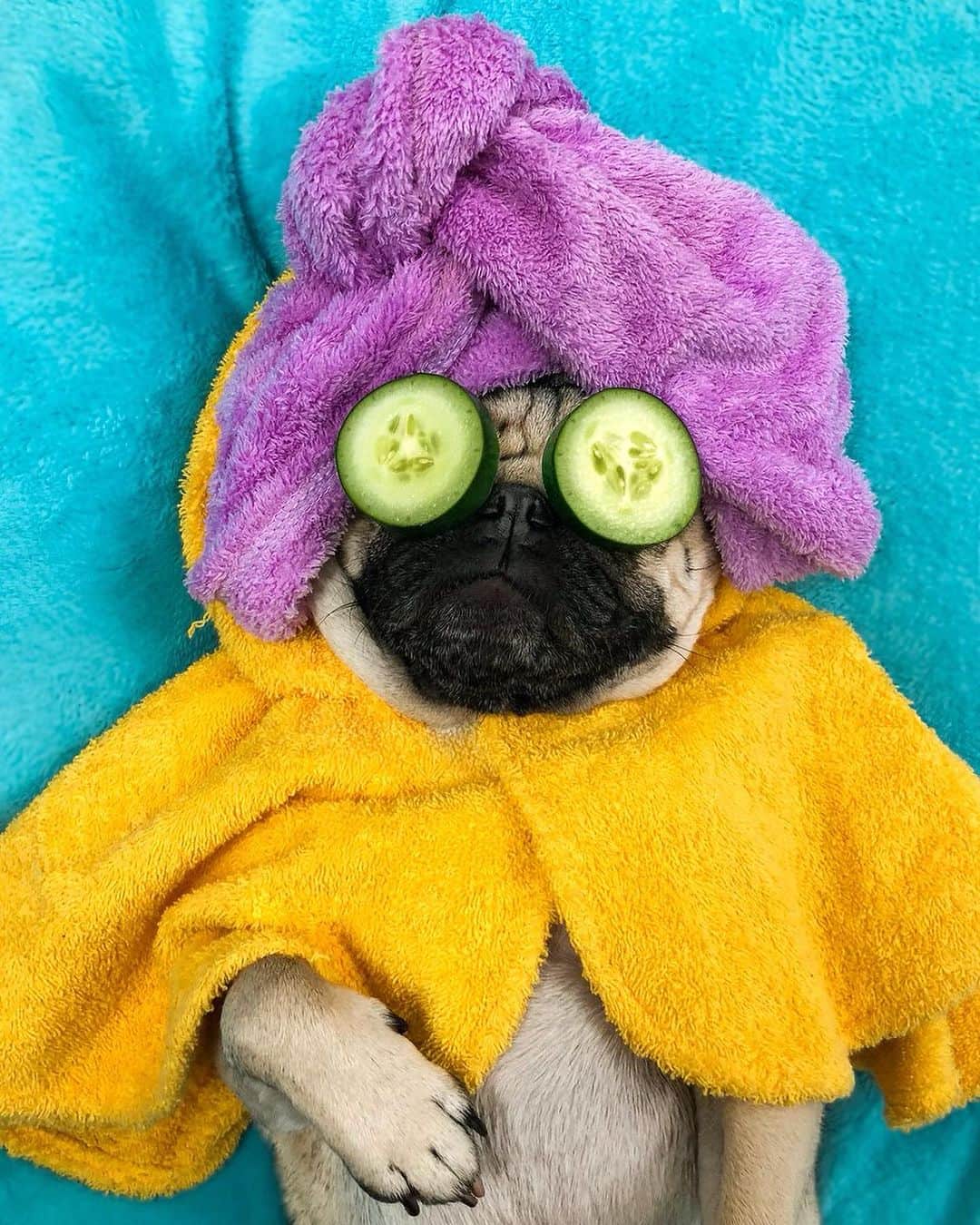 のインスタグラム：「“Me all Labor Day weekend” -Doug  Doug is having a SALE all weekend! All @nonipup products are 15% off with code “LABORDAY” at www.nonipup.com  Now your dog can be comfy, chill and allergy free like Doug and his friends!」