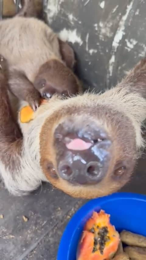 Zoological Wildlife Foundationのインスタグラム：「The family that’s eats together stays together - mornings with our two toed sloth family 🦥 over a healthy breakfast of paw paw and enrichment vitamin infused biscuits. Have you ever seen something this cute?   Come meet them this #labordayweekend  and use #Labor50 at checkout or when you 📞 to get 50% off all tours (excludes the VIP Jungle Experience and Limbani Meet &  Greet).  #sloth #twotoedsloth #zwf #wild #zwfmiami #notpets #wildlife #loveanimals」