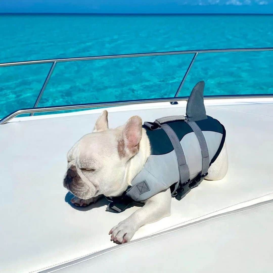 French Bulldogのインスタグラム：「Who said Frenchies can’t swim? 🦈💥🤍 Check selection of life vests in oir store 🤍💥🦈Don’t want to swim? Guess they were wrong… 😌 @waltermarbles  . . . . .  #fransebulldog #frenchbulldog #frenchbulldogs #frenchiecorner #dogsofinstagram #ilovemyfrenchie #frenchielife #frenchiefeatured #frenchiepost #frenchiesociety #frenchiesofinstagram #daily_frenchie #frenchie_connection #thefrenchiefollowing」