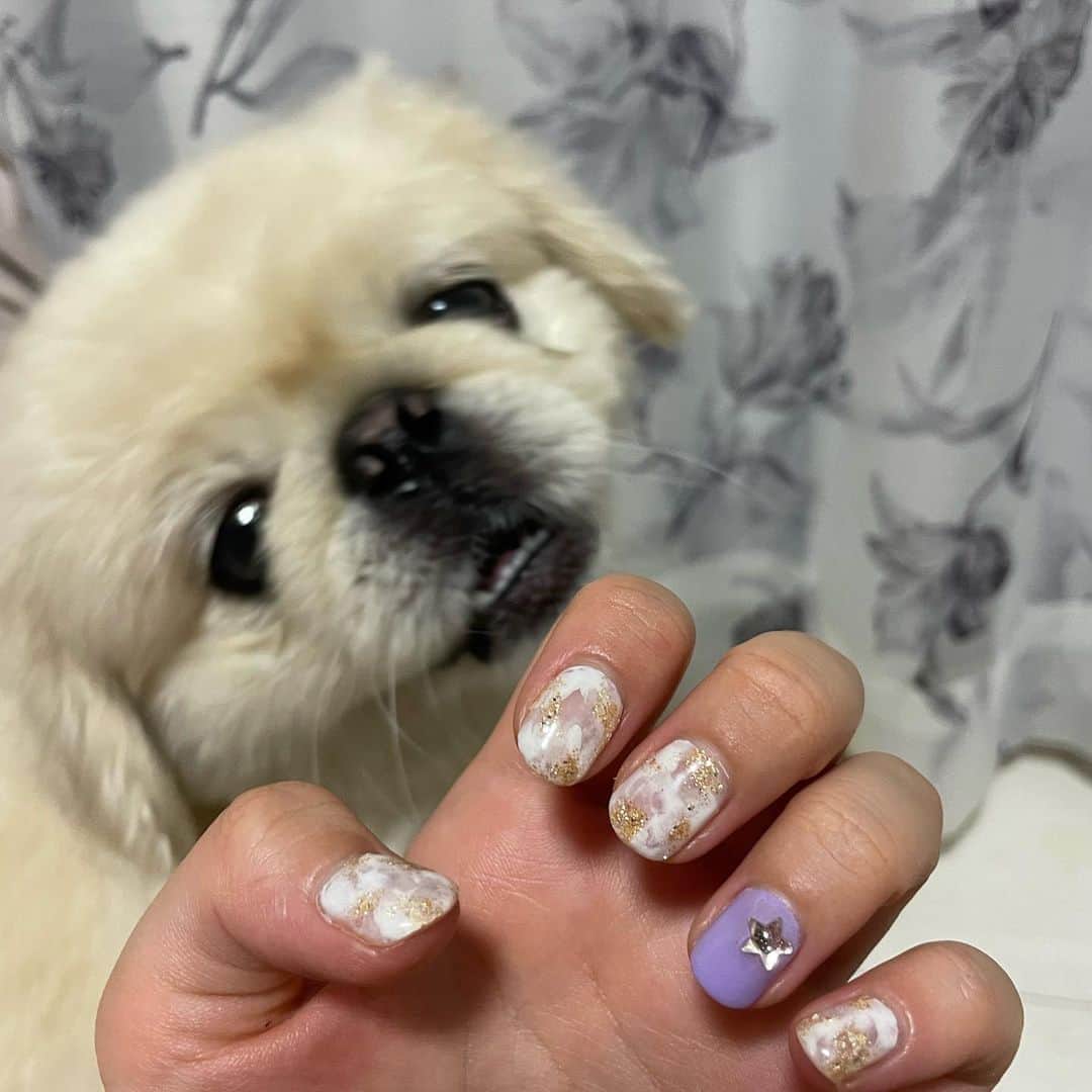 有田優理香さんのインスタグラム写真 - (有田優理香Instagram)「🐶  ぺいちゃんネイルおかわり🙏 ふわふわな毛並みをイメージしたデザイン 可愛すぎ唯一無二💓 さらにゴールドラメでゴージャスに進化🌟 サンフレの紫まで入れてもらって、 これでもか！ってくらい私の好きなものが詰まっている💜  @nailroom_opera  今回もありがとうございました！  ぺいちゃんに見せたらずっとペロペロしてました😂  #ジェルネイル #犬ネイル #サンフレネイル #広島ネイルサロン #袋町ネイルサロン #pekingese #ペキニーズ #アナウンサーネイル」9月2日 0時16分 - yurikaa0624