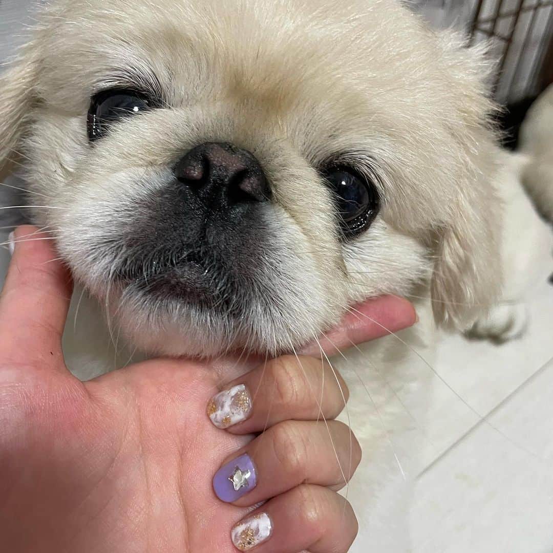 有田優理香さんのインスタグラム写真 - (有田優理香Instagram)「🐶  ぺいちゃんネイルおかわり🙏 ふわふわな毛並みをイメージしたデザイン 可愛すぎ唯一無二💓 さらにゴールドラメでゴージャスに進化🌟 サンフレの紫まで入れてもらって、 これでもか！ってくらい私の好きなものが詰まっている💜  @nailroom_opera  今回もありがとうございました！  ぺいちゃんに見せたらずっとペロペロしてました😂  #ジェルネイル #犬ネイル #サンフレネイル #広島ネイルサロン #袋町ネイルサロン #pekingese #ペキニーズ #アナウンサーネイル」9月2日 0時16分 - yurikaa0624