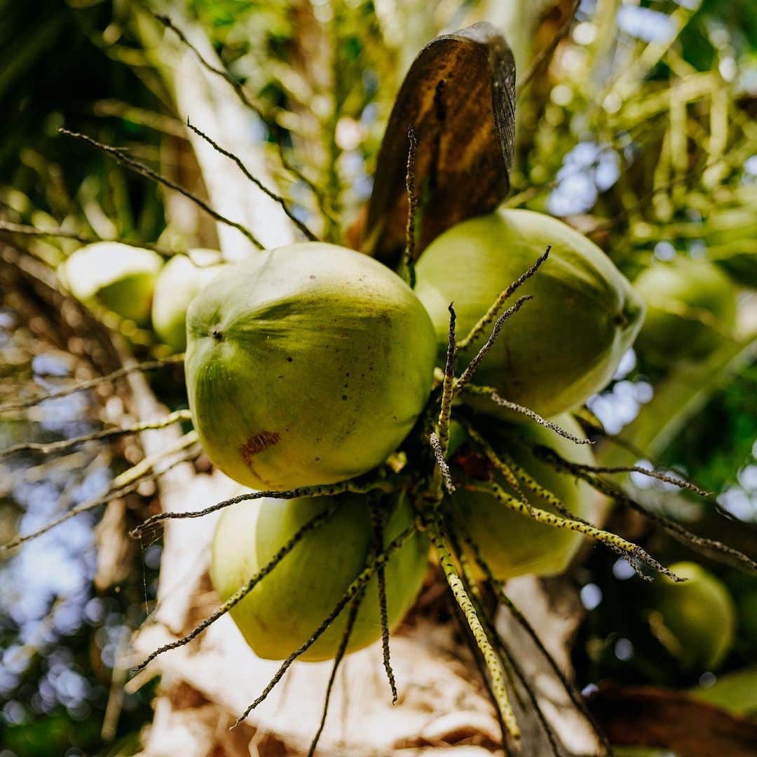 Vita Coco Coconut Waterのインスタグラム：「There’s Labor Day, there’s Halloween, there’s your birthday, but you know what the best holiday coming up is? World Coconut Day! We have some pretty cool stuff cooked up for you tomorrow, so stay tuned and stay hydrated 💦」
