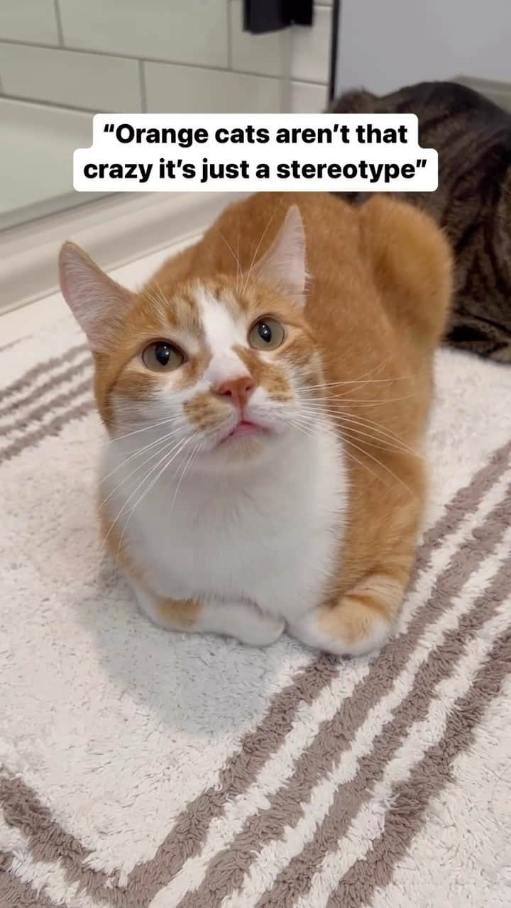 Fresh Stepのインスタグラム：「What do we think? Are orange cats calm or full of hilarious energy? 😸  Either way, we love them! Happy #GingerCatAppreciationDay! 🐈💙  Video courtesy of @pumpkinmalin.   #orangecatappreciationday #oneorangebraincell #funnycats #energeticcats #catfacts #crazycats #freshstep」