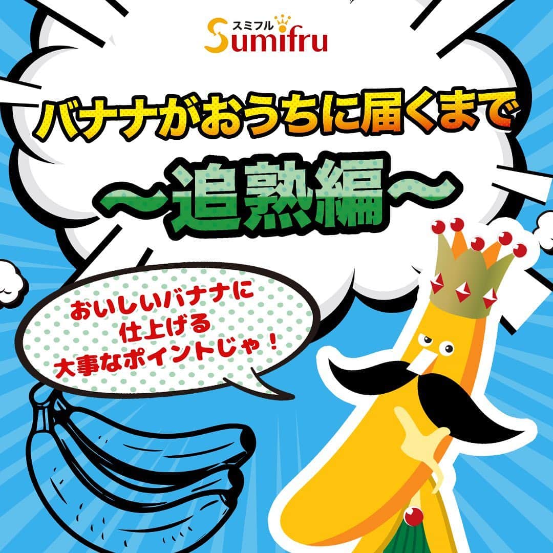 Sumifruさんのインスタグラム写真 - (SumifruInstagram)「【スミフルのバナナが届くまで🍌～追熟編～】  バナナが食卓に届くまでを3回シリーズで紹介する「スミフルのバナナが届くまで」。第3回は「追熟編」です！ 鮮度を保ち、日本まで運ばれてきた青いバナナを「美味しく食べられる」ように仕上げるとっても大切な工程が「追熟」です🍌💛  追熟を行う場所は、国内各地（主にバナナ専用船が到着する主要港の近く）にある「バナナ専用加工室（むろ）」です🏭 この加工室で約6〜8日間かけてバナナを食べ頃まで熟成させて美味しさを引き出します🍌 バナナを室に入れた後、「エチレンガス」を投入し、眠っていたバナナを起こしてから温度・湿度を細かく調整・管理して、熟成を進ませていくのです☀️ そして、みなさんにとってお馴染みの黄色く美味しいバナナになるんです🌟  ぜひ、店頭でバナナを購入する際、今回3回のシリーズでご紹介した、産地から店頭にやってくるまでのバナナの旅を思い出してみてくださいね！  知ってる❓豆知識💭 おすすめの食べ頃は皮にシュガースポットという茶色い斑点が出てきた頃⏰ バナナの甘みがピークを迎えて美味しくいただくことができます✨ りんごもエチレンを放出するので、買ってきた青めのバナナを早く熟成させたいときは、りんごと一緒に袋に入れておくと追熟が進みやすくなりますよ🍎🍏  #バナナ #豆知識 #雑学 #高地栽培 #フルーツ #南国フルーツ #追熟 #シュガースポット #栄養 #甘熟王ゴールドプレミアム #甘熟王 #バナナはスミフル」9月1日 18時30分 - sumifru_banana