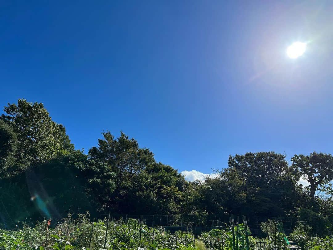 前田ゆかのインスタグラム：「9月1日 暑かった夏休みも終わり☀️ 朝から 娘を送り出して畑の水やりに。  時々しか行けなくてもこの暑さで元気に育ってくれてる🌱  朝晩の風は少しずつ秋を感じますが、  まだまだ残暑は続きそうですね💦  畑にはバジルのみが元気に育っているので、それに合わせて ベーキングパウダーで作る発酵もない簡単ピザを🍕  はぁ〜夏休みが終わったなぁーとホッとした時間🌱  #gultenfree #グルテンフリーピザ #米粉レシピ  #まえゆか畑日記  #無農薬栽培 #無農薬野菜 #葉っぱが🌱大きい #バジル #畑の空は夏だった」