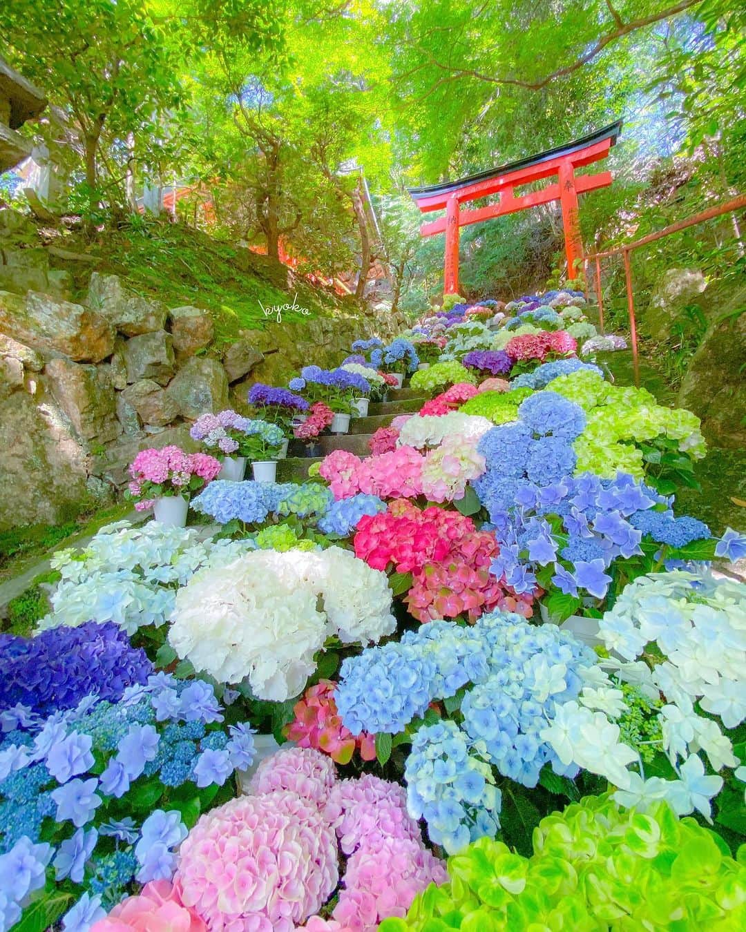 旅行メディア・じゃらん〈公式〉さんのインスタグラム写真 - (旅行メディア・じゃらん〈公式〉Instagram)「🎊フォトコンテスト結果発表🎊 . 2023年6月2日～2023年7月9日にじゃらん公式Instagram(@jalan_net)にて開催された「行ってよかった京都」フォトコンテストの受賞者を発表します。 ご応募いただいたみなさま、本当にありがとうございました。 . . ━━━━━━━━━━━━━━━ 📌１枚目 ＜最優秀賞＞麗しい京の秋で賞 @toshihiro7183 ［選定コメント］鮮やかな紅葉とエメラルドグリーンの保津川のコントラストが美しい1枚。ずっと眺めていたくなる、秋の京都の風景です。 ［ロケーション］嵐山 . 📌２枚目 ＜優秀賞＞しっとり京都賞 @ri_chan_t ［選定コメント］ 山の中のお寺に佇むしっとりとした雰囲気が風情たっぷり。華やかな紫陽花に惹き込まれるような写真です。 ［ロケーション］岩船寺 . 📌３枚目 京の冬化賞（ふゆげしょう） @yukihiro_kyoto.photo ［選定コメント］冬化粧をまとった嵐山は、はっと息をのむような美しさ。冬の凛とした空気に心が洗われるような、京都の冬絶景です。 ［ロケーション］嵐山 . 📌４枚目 どこまでも続くで賞 @sada_mtk ［選定コメント］深緑に包まれ、どこまでも続いていきそうな線路の風景は、ノスタルジックな旅情を誘います。目から癒やされる、初夏ならではの絶景です。 ［ロケーション］蹴上インクライン . 📌５枚目 京の彩り賞 @k_kiwi_t_ ［選定コメント］色とりどりの紫陽花があふれだすような光景が目の前に広がります。鳥居と鮮やかな緑とのコラボで、より一層趣を感じる空間に。 ［ロケーション］柳谷観音 楊谷寺 . ━━━━━━━━━━━━━━━ ※選考時点での情報です ※画像サイズの関係で一部トリミングしています。実際のお写真はぜひじゃらん本誌でご覧ください。 . . 賞の結果は、9/1発売の「じゃらん10月号（関東東北版・東海版・関西中国四国版・九州版）」に掲載中です。 ご応募いただいたみなさま、本当にありがとうございました😃 . . . . #フォトコン #フォトコンテスト #コンテスト #じゃらん #休日 #おでかけ #観光 #観光地 #観光スポット #旅行 #旅行好きな人と繋がりたい #旅行好き #カメラ女子 #カメラ男子 #写真好きな人と繋がりたい #ファインダー越しの私の世界」9月1日 17時00分 - jalan_net