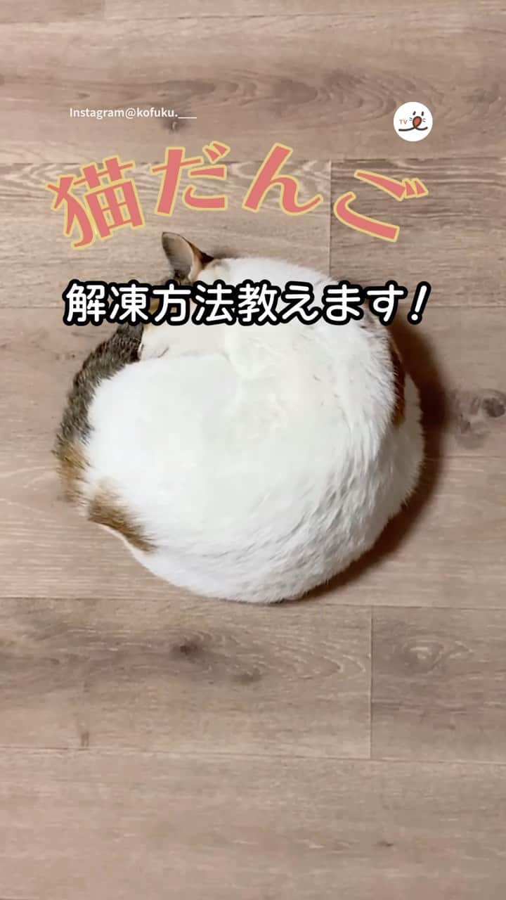 PECOねこ部のインスタグラム