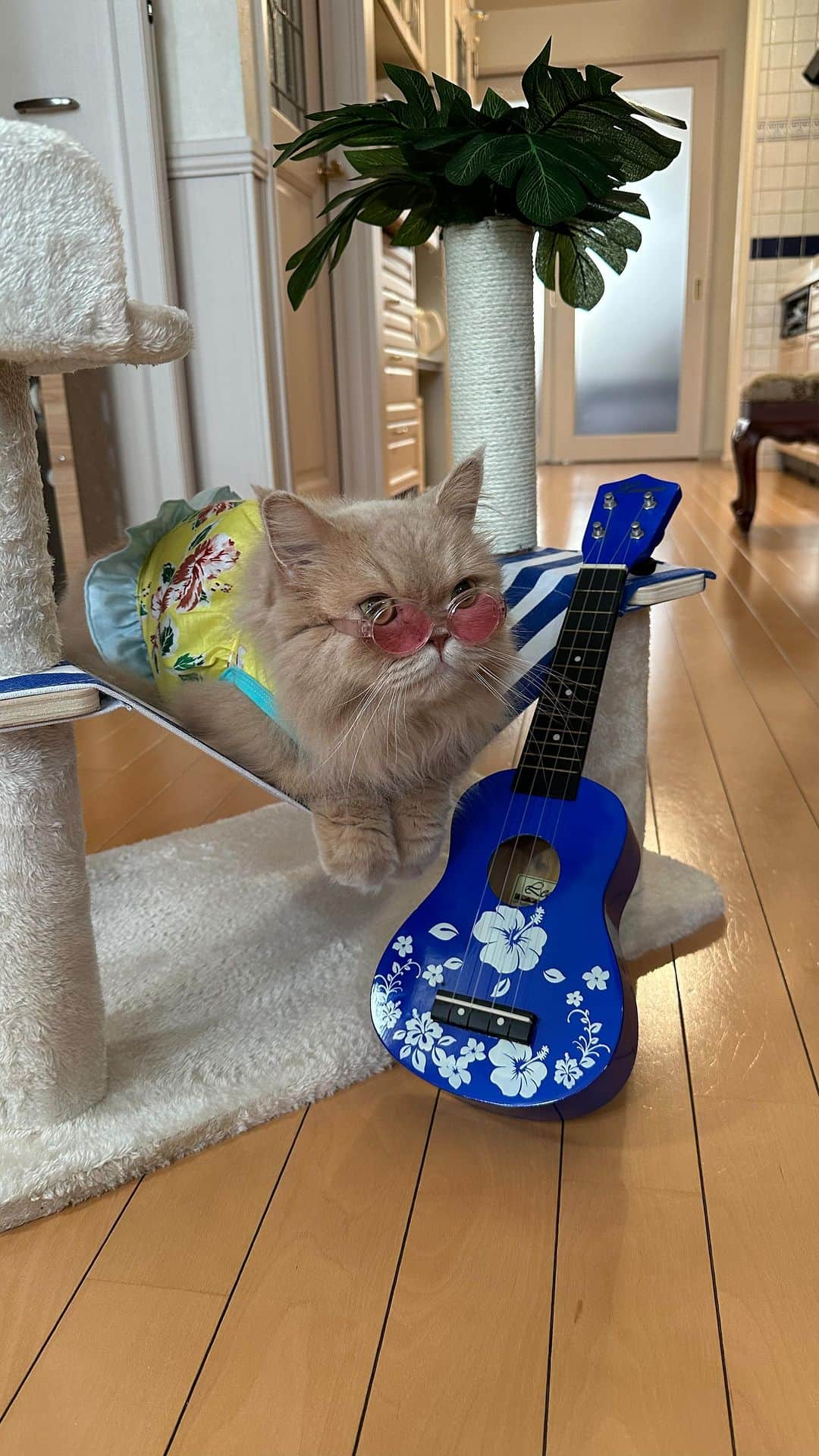 ベルのインスタグラム：「. I'll play the ukulele for you🎸  暑い中お疲れ様にゃ🌞🌴 ベルが癒しのウクレレ弾いてあげるにゃ🎶𓂃 ⸒⸒ ⸒⸒ みにゃさん 今月もよろしくにゃ·͜·ᰔᩚ  #summervacation  #夏の思い出 . . . #ずっ友隊🐈‍⬛ #ミヌエットのベルちゃん #スコティッシュフォールドのすずちゃん  NAME : Bell  ベルちゃん Breed : minuet  ミヌエット 🎂 : 2016.5.15  7歳 ・ NAME : Suzu すずちゃん Breed : Scottish fold スコティッシュフォールド 🎂 : 2018.3.21  5歳 ・ NAME : Lindor リンドール Breed : Teacup poodle ティーカッププードル 🎂 : 2019.7.18〜2020.9.14」