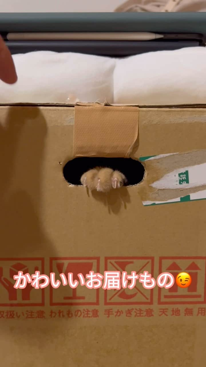 土山茜のインスタグラム：「趣味は段ボールの内見のようです📦📦📦   #猫  #ねこのいる生活  #猫のいる暮らし  #猫好きさんと繋がりたい  #保護猫  #保護猫出身  #保護猫活動  #さびねこ部  #さびねこの魅力を伝えたい  #サビ猫  #サビ猫の輪  #サビ猫の魅力を伝えたい  #サビ猫部」