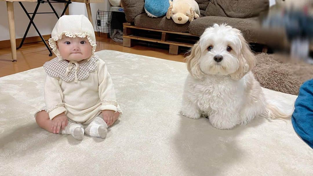 宮原幸恵のインスタグラム：「似てきたオレたち👶🏻🐶  ９月に入りましたね！ 今月末はモチモチ１歳の誕生日🎂  ０歳の時の思い出を チラホラ載せていこうかな🫶  この写真は私のTwitterで 「似てきたオレたち」と投稿したところ 22.8万いいねの大バズりをかました 思い出の写真です😂❤️  モチモチ生後８か月の時かな👶🏻  この時期のモチモチ あんちゃんの真似してるのか ずっとこのお口がマイブームで😂  焼く前のパン生地みたいで なんとも愛おしかったです🥐笑  そしてこの写真のふたり 今見ても可愛いし似てる…笑  #似てきたオレたち #モフモフとモチモチ」