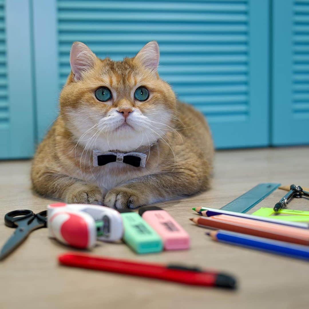 Hosicoさんのインスタグラム写真 - (HosicoInstagram)「From September 1! Back to school! 📚🍂」9月1日 17時43分 - hosico_cat