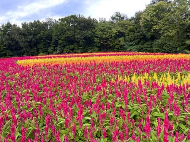 TOBU RAILWAY（東武鉄道）さんのインスタグラム写真 - (TOBU RAILWAY（東武鉄道）Instagram)「. . 📍Forest Parks – Musashi-Kyuryo National Government Park Enjoy a field of Cockscomb flowers in full, vivid bloom!  . Musashi-Kyuryo National Government Park is located in Saitama Prefecture, west of Tokyo. Here, you can see Cockscomb flowers in full bloom every year from early September to around early October.  There are many varieties of Cockscomb flowers, but the Cockscombs in this forest park are Plumosa flowers, which grow in a long and slender way.  At their peak, these flowers have spikes that are around 30cm in length and look very impressive. You can enjoy this flower garden with colorful Cockscomb flowers blooming in red, yellow, and pink!  Just looking at this Cockscomb flower garden is very healing. This forest park is well worth a visit! . . . . Please comment "💛" if you impressed from this post. Also saving posts is very convenient when you look again :) . . #visituslater #stayinspired #nexttripdestination . . #shinrinkouen #forestpark #cockscombflowers  #placetovisit #recommend #japantrip #travelgram #tobujapantrip #unknownjapan #jp_gallery #visitjapan #japan_of_insta #art_of_japan #instatravel #japan #instagood #travel_japan #exoloretheworld #ig_japan #explorejapan #travelinjapan #beautifuldestinations #toburailway #japan_vacations」9月1日 18時00分 - tobu_japan_trip