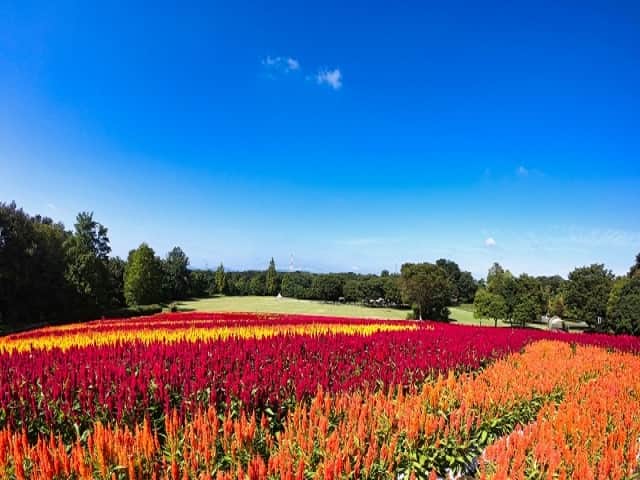 TOBU RAILWAY（東武鉄道）さんのインスタグラム写真 - (TOBU RAILWAY（東武鉄道）Instagram)「. . 📍Forest Parks – Musashi-Kyuryo National Government Park Enjoy a field of Cockscomb flowers in full, vivid bloom!  . Musashi-Kyuryo National Government Park is located in Saitama Prefecture, west of Tokyo. Here, you can see Cockscomb flowers in full bloom every year from early September to around early October.  There are many varieties of Cockscomb flowers, but the Cockscombs in this forest park are Plumosa flowers, which grow in a long and slender way.  At their peak, these flowers have spikes that are around 30cm in length and look very impressive. You can enjoy this flower garden with colorful Cockscomb flowers blooming in red, yellow, and pink!  Just looking at this Cockscomb flower garden is very healing. This forest park is well worth a visit! . . . . Please comment "💛" if you impressed from this post. Also saving posts is very convenient when you look again :) . . #visituslater #stayinspired #nexttripdestination . . #shinrinkouen #forestpark #cockscombflowers  #placetovisit #recommend #japantrip #travelgram #tobujapantrip #unknownjapan #jp_gallery #visitjapan #japan_of_insta #art_of_japan #instatravel #japan #instagood #travel_japan #exoloretheworld #ig_japan #explorejapan #travelinjapan #beautifuldestinations #toburailway #japan_vacations」9月1日 18時00分 - tobu_japan_trip