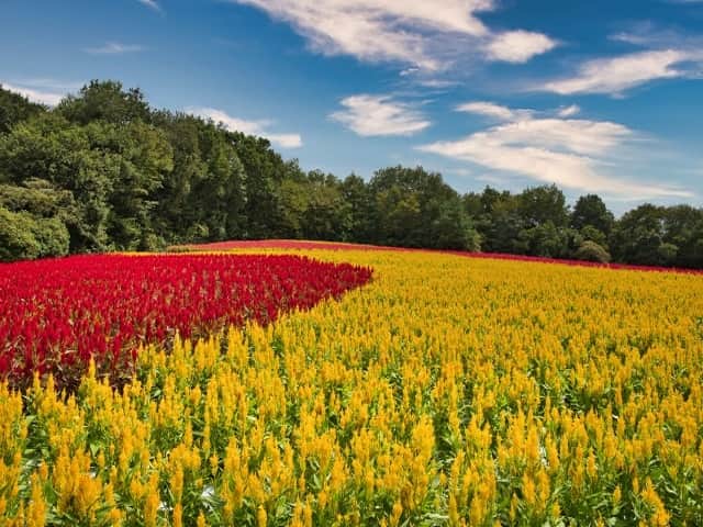 TOBU RAILWAY（東武鉄道）のインスタグラム：「. . 📍Forest Parks – Musashi-Kyuryo National Government Park Enjoy a field of Cockscomb flowers in full, vivid bloom!  . Musashi-Kyuryo National Government Park is located in Saitama Prefecture, west of Tokyo. Here, you can see Cockscomb flowers in full bloom every year from early September to around early October.  There are many varieties of Cockscomb flowers, but the Cockscombs in this forest park are Plumosa flowers, which grow in a long and slender way.  At their peak, these flowers have spikes that are around 30cm in length and look very impressive. You can enjoy this flower garden with colorful Cockscomb flowers blooming in red, yellow, and pink!  Just looking at this Cockscomb flower garden is very healing. This forest park is well worth a visit! . . . . Please comment "💛" if you impressed from this post. Also saving posts is very convenient when you look again :) . . #visituslater #stayinspired #nexttripdestination . . #shinrinkouen #forestpark #cockscombflowers  #placetovisit #recommend #japantrip #travelgram #tobujapantrip #unknownjapan #jp_gallery #visitjapan #japan_of_insta #art_of_japan #instatravel #japan #instagood #travel_japan #exoloretheworld #ig_japan #explorejapan #travelinjapan #beautifuldestinations #toburailway #japan_vacations」