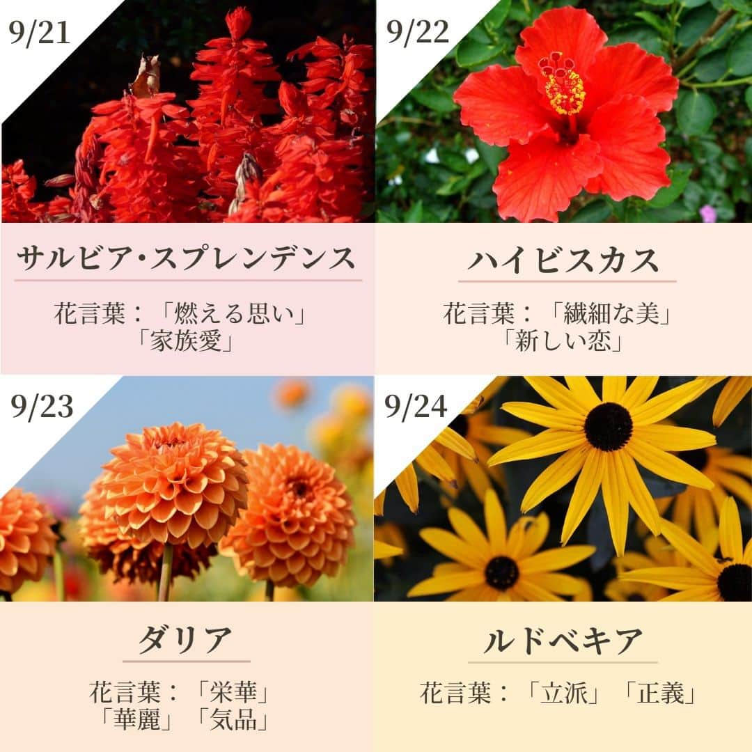 Bloomee LIFEさんのインスタグラム写真 - (Bloomee LIFEInstagram)「． 9月の誕生花🌹  9月生まれのみなさま お誕生日おめでとうございます🎉  ーーーーーーーーーーーーーーーー 9月生まれ方はコメントで 教えてくださいね✨ お祝いさせていただきます👏 ーーーーーーーーーーーーーーーー  「誕生花」とは、生まれた日にちなみ 365日それぞれに特定のお花を割り当てたものです💐  お花には素敵な「花言葉」があります✨ 知っているとお花に対してより愛着がわきますね！  ぜひ、誕生花をチェックしてみてください◎  ーーーーーーーーーーーーーーーー  お花が届いたら『 #ブルーミー 』 をつけて投稿してみてください📸  ほかの投稿は @bloomee でチェック👀🌹  #bloomee #お花の定期便 #お花のサブスク #花部 #花写真 #花を楽しむ #花が好き #花好きな人と繋がりたい  #お花のある暮らし #花のある生活 #花のある生活が好き #花を飾る  #暮らしを楽しむ #丁寧な暮らし #豊かな暮らし #インテリアフラワー #フラワーインテリア #ナチュラルインテリア #誕生花 #花言葉 #今日の花言葉 #ダリア」9月1日 18時00分 - bloomee