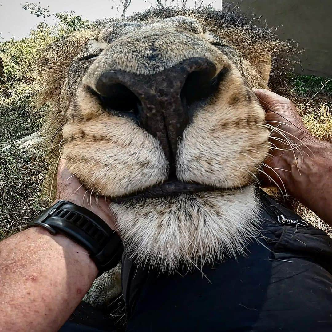 Kevin Richardson LionWhisperer のインスタグラム