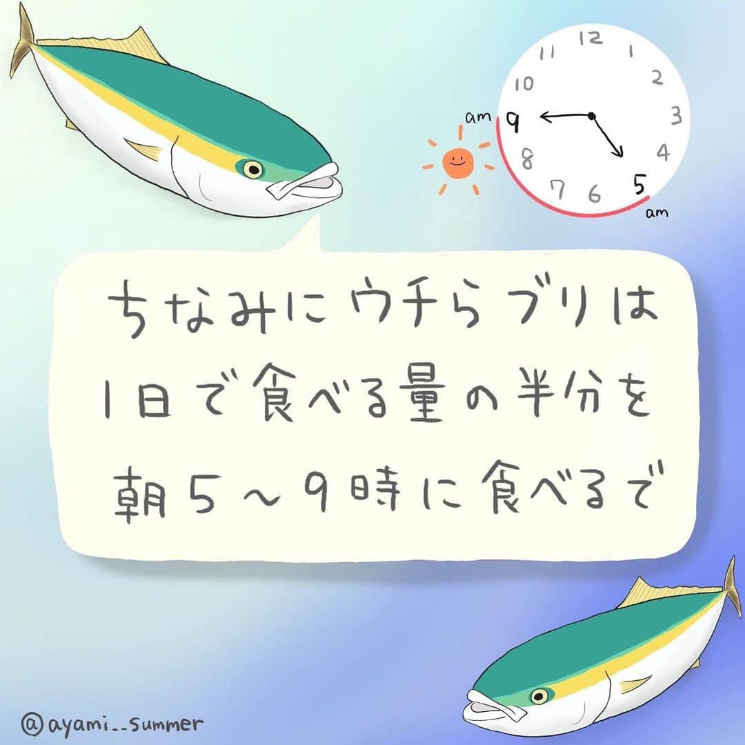 高本采実さんのインスタグラム写真 - (高本采実Instagram)「🐟  ／ 新連載企画 『みんなで作ろう 4コマ水産学』がスタート！ ＼  釣果を記録し、釣り人同士で共有できる無料の魚釣りアプリ「アングラーズ」 @anglers_jp にて、新連載「みんなで作ろう 4コマ水産学」がスタートしました✨  魚図鑑にも載っていない、釣り人だけが知っている魚の生態をみなさんと一緒に解明していきます。  作品の「オチ」は釣り人のみなさんのコメントによって決定🔥  投稿してくださった方の中から抽選で「サイン入りアングラーズステッカー」をプレゼントします！  第1回目は「ブリ」 研究結果と釣り人の経験はどれくらい同じなのか！？🫣  ■参加方法 ①無料アプリ「アングラーズ」をインストールして ②アングラーズアプリ内のAyami【高本采実】の釣りトークにコメントして参加完了！ （釣りトークのリンクはハイライト「みんなで作ろう4コマ水産学」から飛べます）  みなさんのご参加お待ちしてます☺︎🤍  ■期間 9/4まで  ■ご注意 ※当選者の方にはアプリ通知で連絡致します。7日間ご連絡がない場合には取り消しとなり、再抽選となります。  #アングラーズ #4コマ水産学 #みんなで作ろう4コマ水産学 #ブリ #ハマチ #メジロ #魚イラスト #海釣り #魚好き  #釣果 #釣り好き #大物ハンター #アングラー #fishinggirl #钓鱼 #高本采実 #あやみん #ayamistagram」9月1日 19時32分 - ayami__summer