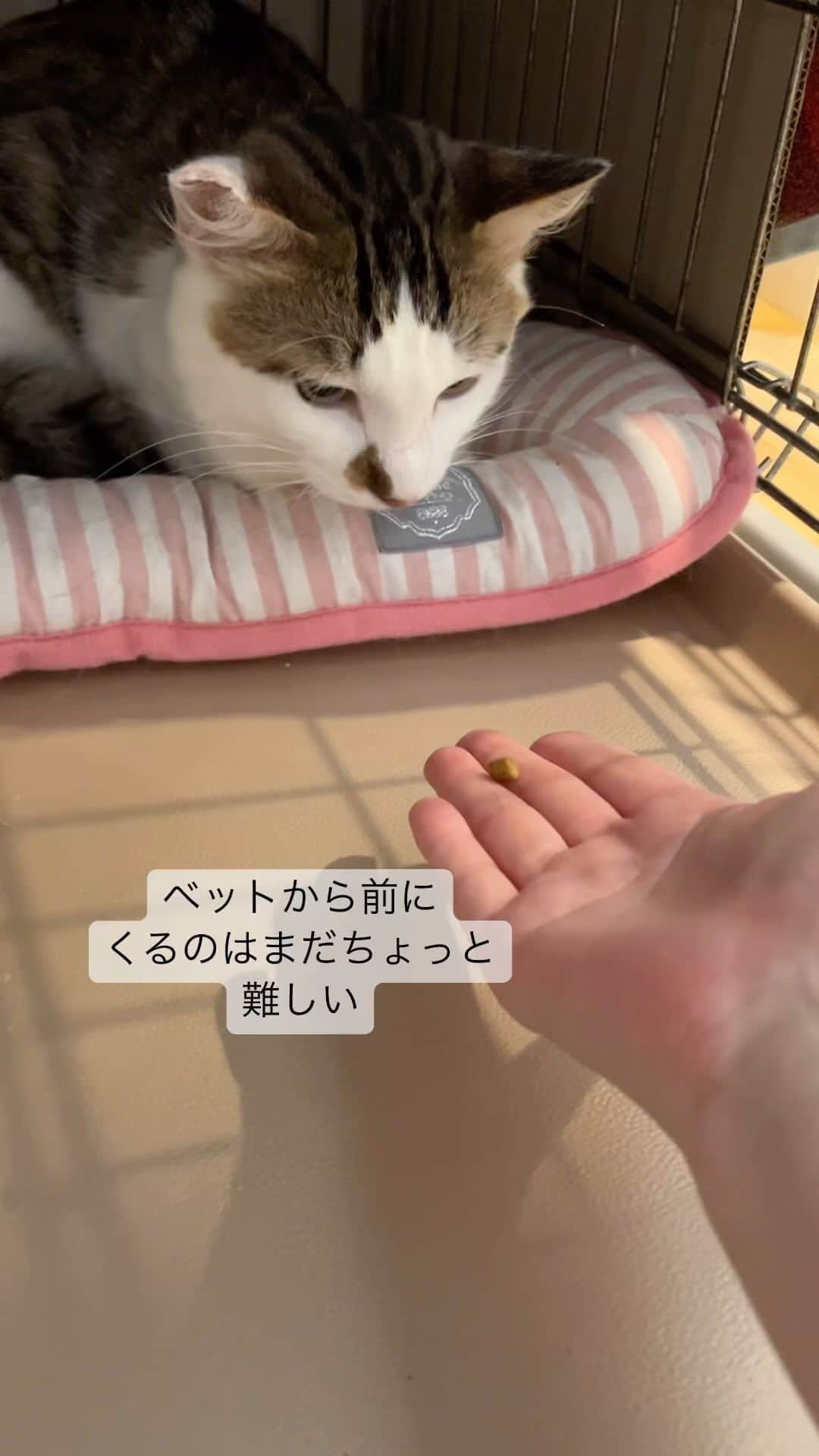 nozomiorideのインスタグラム：「ひたすら等価交換の儀式の繰り返し中でし😙 先程のLIVE中に 初めて目の前でグルーミングをゆっくりしてました😀  明日になったら また少し戻ってると思うんですけど😂 一応前進してます  #ねこのきもち #猫好きさんと繋がりたい #保護猫 #成猫の魅力を伝えたい  #ねこすたぐらむ  #きじしろ#キジシロ#きじしろ男子」
