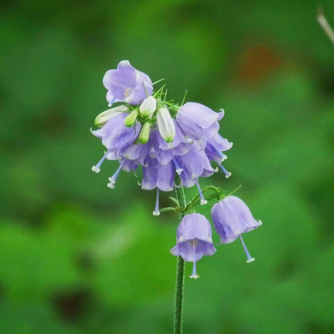 花の写真館のインスタグラム：「Photo by @hirokohira2067. https://instagram.com/hirokohira2067/ . Original Post[投稿いただいたURL] https://www.instagram.com/p/CvvQjbfyX1_/ . 本アカウントは、 #私の花の写真 をつけてInstagramに投稿された皆さまの花の写真や、「花の写真館」Facebookページで投稿された花の写真を紹介します。 「花の写真館」Facebookページは、「 @floral.photograph 」のプロフィールにあるURLからご覧ください。 . ※各種法令、マナー、関係者の指示に従った撮影をお願いします。 *Please ensure that your photography adheres to all relevant laws, etiquette, and instructions issued by authorized persons. ※本アカウントは東京カメラ部がFacebook、Instagramのサービスを利用して運営しているもので、Meta社・Instagramとは一切関係ありません。 . #花の写真館 #floralphotograph #floralphoto #flower #flowers Follow: @floral.photograph」