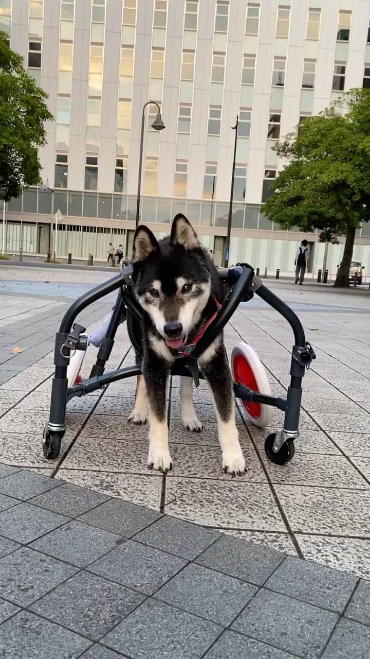 柴犬 けんしろう ゆりあのインスタグラム：「🐶❤️  今日は1日、けんちゃんの日❤️  2年前の9月、 車イスでがんばって歩いてたね🐶  お外が本当に大好きで、お散歩もドッグランも 思いっきり満喫してきたけんちゃんに 少しでもお外の空気を楽しんでもらいたくて 夕暮れ時に汗だくでけんちゃんと車イス担いで 近くの公園へ行ってたなぁ🥺  #けんちゃんかわいいね #けんちゃんありがとう #黒柴」