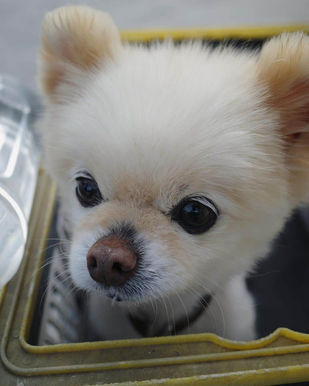 ちょびさんのインスタグラム写真 - (ちょびInstagram)「愛しくて、大切で大好きなこつぶ🐶🤍出会ってくれて、みんなのところに来てくれてありがとう🤍 たくさん幸せをありがとう🤍 よく頑張った！！！  愛された犬は来世で風となり あなたの日々を何度も撫でる  フォロワーさんが教えてくれた短歌🐶温かくて大切な言葉🌈  #すべてわたしの愛しい記憶」9月1日 20時20分 - kaoriririn15