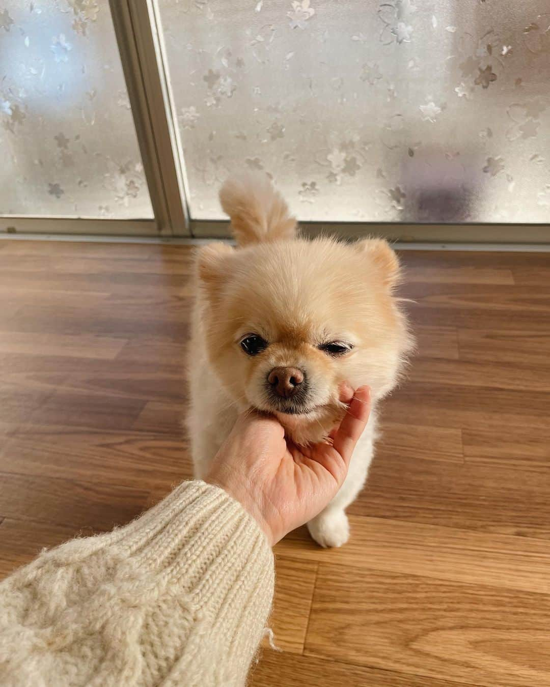 ちょびさんのインスタグラム写真 - (ちょびInstagram)「愛しくて、大切で大好きなこつぶ🐶🤍出会ってくれて、みんなのところに来てくれてありがとう🤍 たくさん幸せをありがとう🤍 よく頑張った！！！  愛された犬は来世で風となり あなたの日々を何度も撫でる  フォロワーさんが教えてくれた短歌🐶温かくて大切な言葉🌈  #すべてわたしの愛しい記憶」9月1日 20時20分 - kaoriririn15