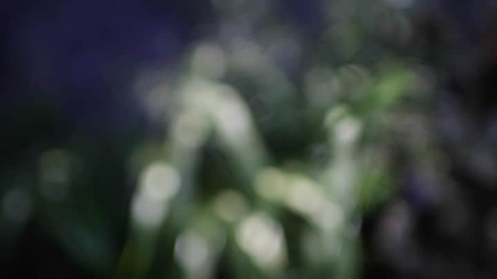 Naomiのインスタグラム：「庭の風知草  #nao1223garden」