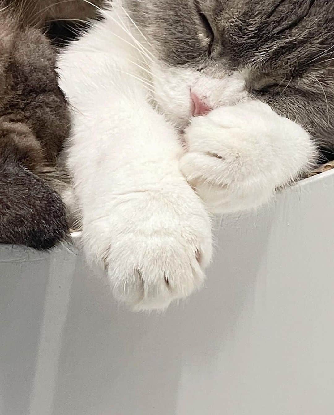 のインスタグラム：「오늘도 착붙🤎 #cat #토토상회 #덥지않니얘들아」