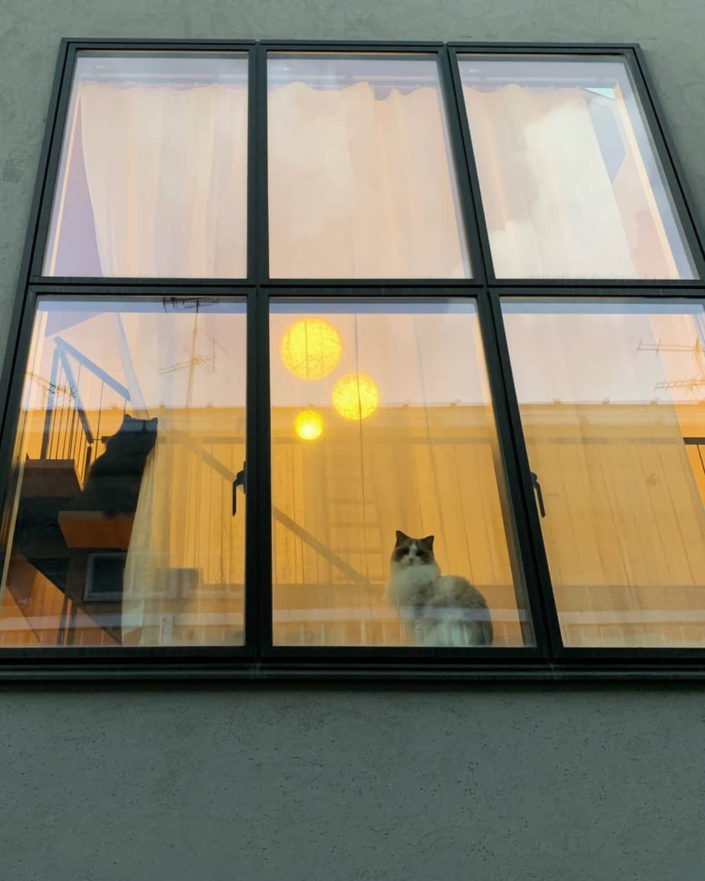 ムクリ［mukuri］さんのインスタグラム写真 - (ムクリ［mukuri］Instagram)「猫も人も居心地の良い暮らし〜小さく住まう楽しさを感じる、建築家の自邸  いつも建築家の目線を交えながら ご自宅についてお話してくださるtamacoさん。  本編のテーマは 猫との暮らしについてです。  家を建てる段階では 猫を飼うことを想定していなかったため 猫を迎えてから猫たちがケガしないよう 心地よく暮らせるようにと意識してきました。　  抜け毛問題や、インテリアとの兼ね合い 傷や汚れに対する考え方。 そしてトイレ問題まで。  猫だけでなく、動物とともに暮らしていると 直面することですよね。  「猫も人も居心地の良い暮らし」が どのようにしてつくられていったのか 参考にしてくださいね。  むっちゃんとさんちゃんのかわいい様子にも ご注目ください＾＾  –––––––––––––––––– ムクリ公式アカウントでは くらしの中にある"好き"や"コダワリ"を毎日お届け。  インテリア、整理収納から家づくりなど 日常で参考になる情報から サラッと読める短編コラムまで ご紹介していますのでフォローしてぜひご覧ください。 ▶︎ @mukuri_official ・  「 #ムクリ 」のタグもいつも楽しく拝見しています☺️  オリジナルブランドは @daily_mukuri  くらしの中にあったらいいいな、 そんな商品を企画・制作、集めています。 ––––––––––––––––––  #マイホーム#注文住宅#マイホーム記録#インテリア#interior#LDK#モルタル#シンプルインテリア#シンプルな暮らし#猫とインテリア#猫と家#猫との暮らし#猫との時間 #にゃんすたぐらむ  #muji#livingroom#くらしの編集#ムクリ」9月1日 21時05分 - mukuri_official