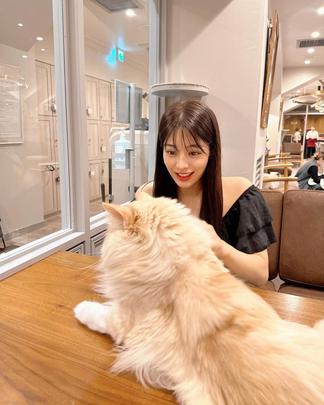 蒼木るいのインスタグラム：「猫カフェmochaに行ってきた〜可愛すぎた🥲🥲🥲🐱  うちの猫むぅに似てる子がいた！！！🐱🥹🥹🥹  #猫カフェ #猫カフェmocha #猫のいる暮らし #猫cafe #猫のいる生活」