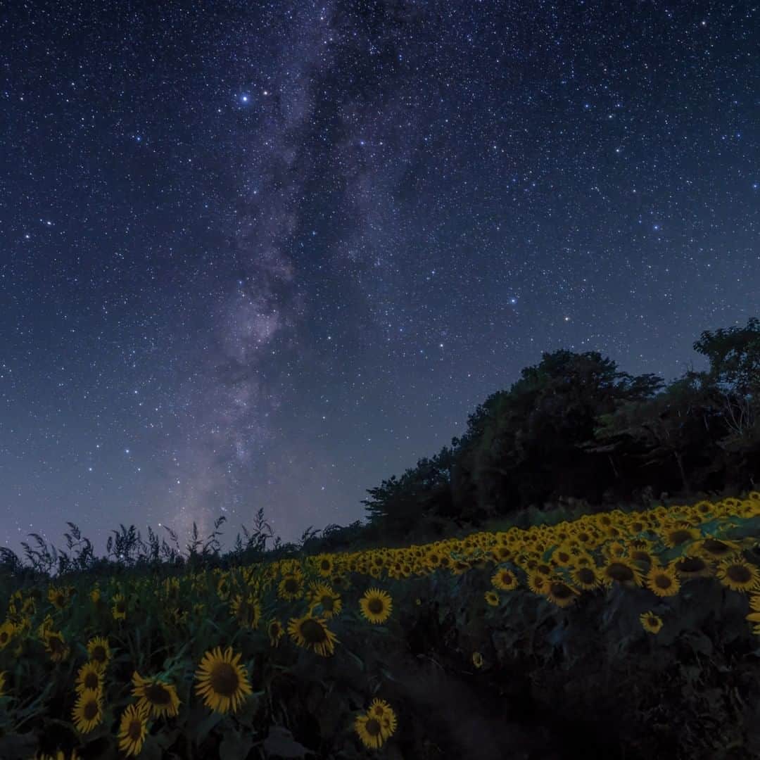 KAGAYAのインスタグラム：「咲き誇るひまわりたちの上に天の川。 夏の夜のひまわりの野は虫の声でいっぱいでした。 （先週、福島県にて撮影） 今週もお疲れさまでした。  #ひまわり #福島 #星空 #starphotography #sonyalpha #α7v」
