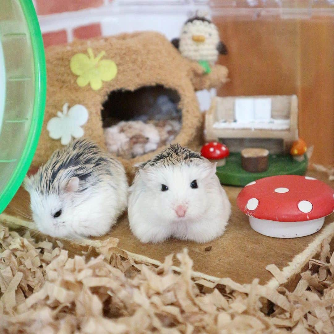 hamster_mocoのインスタグラム