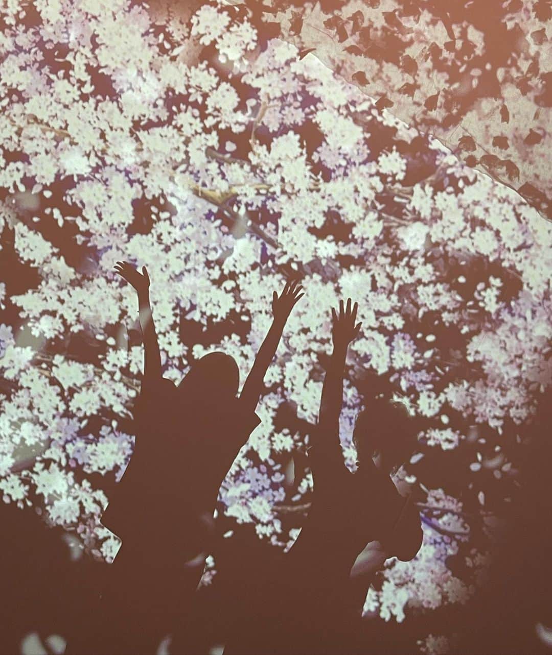 野々村彩乃さんのインスタグラム写真 - (野々村彩乃Instagram)「#flowers」9月1日 21時44分 - ayano.nonomura