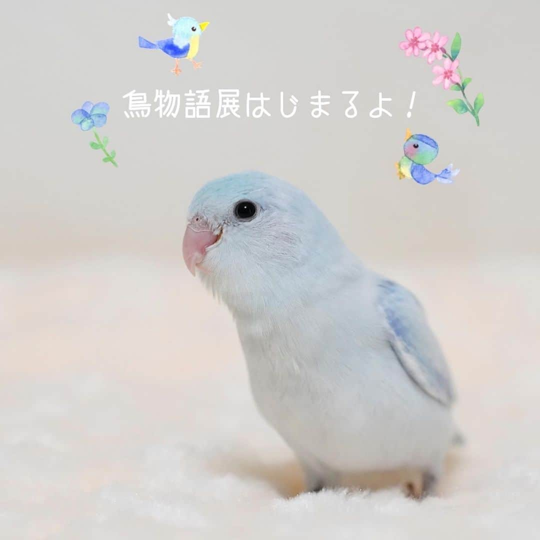 SAORIさんのインスタグラム写真 - (SAORIInstagram)「. Dew🐦💙 * * かわいいちびデューからおしらせ！ いよいよ 「鳥物語トリストーリー展 2023 in 名古屋」 明日9月2日(土)からです🐦 たくさんのかわいい写真とグッズに溢れた空間を是非楽しんでくださいね！ 見に行かれた方 #鳥物語展 のハッシュタグと @ramune0123 を付けてお知らせください 投稿を見に行きます♡ 私も3日(日)行く予定でいます！ 詳しくは @todaysgallerystudio さまのアカウントへ #鳥物語展 #鳥物語展名古屋 * * デューのおしゃべり、いつも一緒だけど… おいしかった デューくん デューかわいいこ 聞こえましたか？？ 2023.9.1  #インコ #マメルリハ #マメルリハインコ #小鳥 #parrotlet #pacificparrotlet #petbird #parakeet #bird #birb #forpus #birdsofinstagram #animalsco  #weeklyfluff #kawaii #Sittich  #perruche #잉꼬 #papagei #papagaio #papağan #thisweekoninstagram」9月1日 22時00分 - ramune0123