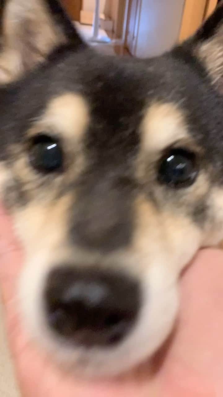 吾子のインスタグラム：「・ ・ 今日は雨ンポいってご褒美🐶❤️ ・ ・ あごのせ任せてー🐶✨ ・ 🥺 ・ ・ ・ ・ ・ #たぬき顔 #カメラ目線じゃなくてうまうま目線なの #sapporo  ・ 北海道の柴犬 #柴北会 の皆ワン🐶暑い日は水いっぱい飲もう〜🐶✨ ・ #adorable #instadog#shibainu#dog#柴犬ライフ #instashiba#柴犬マニア #9gag #barked #kuroshiba#socute #cutedog#いぬのきもち #黒柴 #dogstagram_japan」