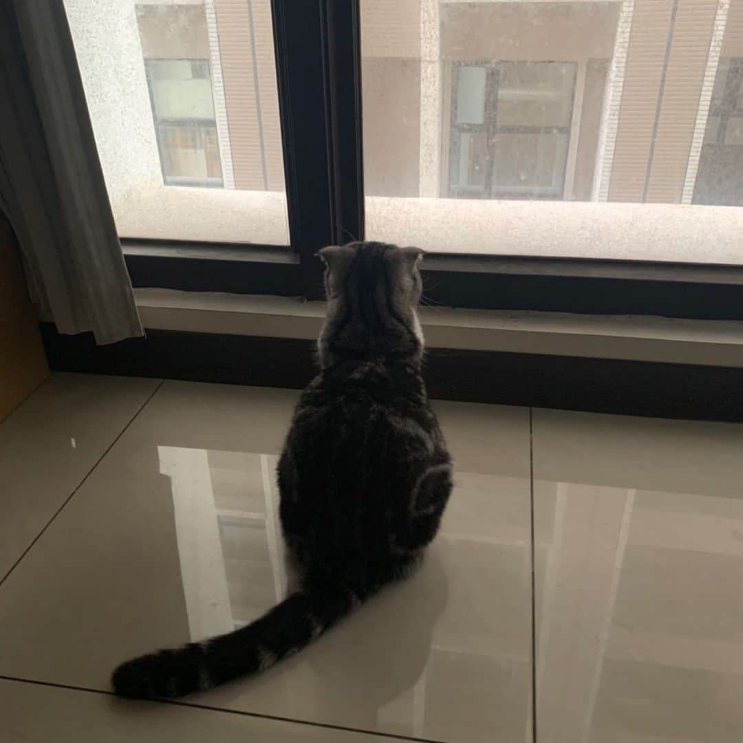 KATSUOのインスタグラム：「ずっと雨にゃンヨ☔️  #cat#cats#catstagram#catsofinstagram #猫#ねこ」