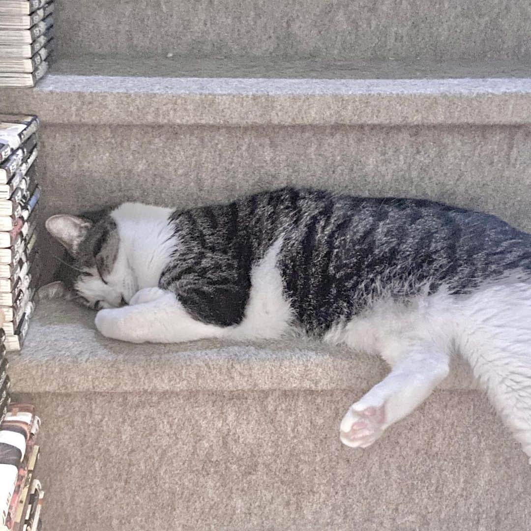 ボールドウィン零さんのインスタグラム写真 - (ボールドウィン零Instagram)「階段を登れません💓  #ねむりねこ #ねこちゃん #ねこすたぐらむ #きじとら猫 #にゃんにゃん #にくきゅう」9月1日 22時18分 - ariga_rei