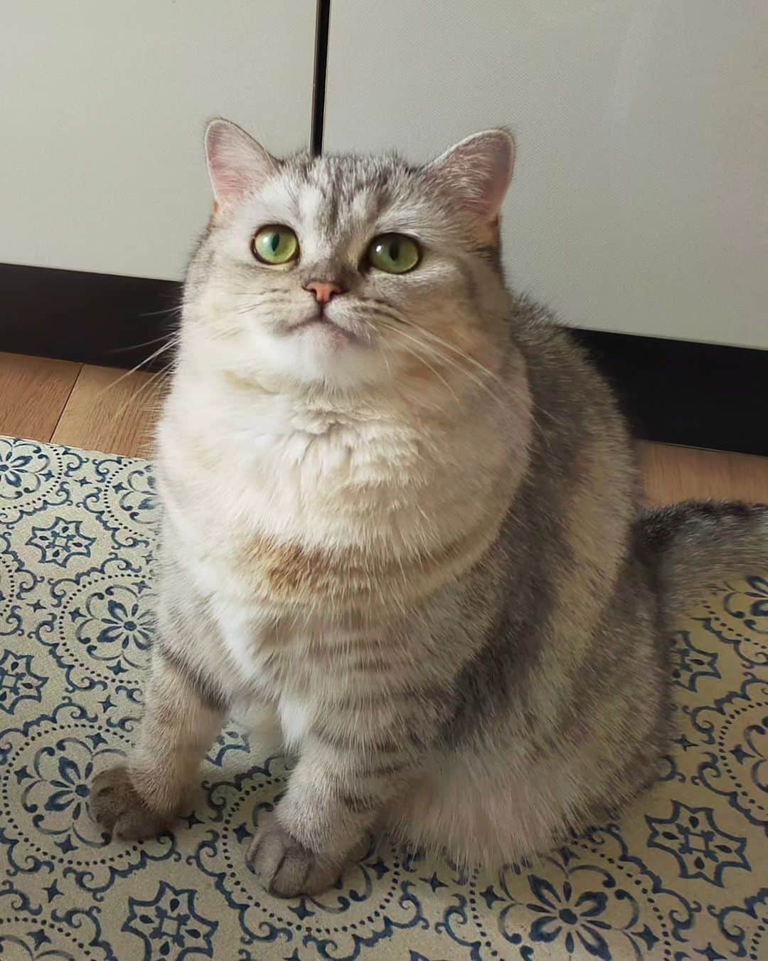 寅次郎（とらちゃん）のインスタグラム