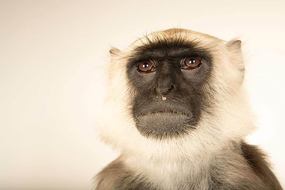 Joel Sartoreさんのインスタグラム写真 - (Joel SartoreInstagram)「Meet Spock, a Hanuman langur I photographed @zagrebzoo. Their common name derives from the Hindu god Lord Hanuman, and the species is considered sacred by many Hindus. Because they are held in high regard, these langurs are usually left undisturbed in the areas they inhabit. However, as important habitat diminishes due to activities like slash- and-burn agriculture, grazing, and open pit mining, these primates will be forced into more direct competition for resources, which could ultimately lead to conflict and the persecution of the species.  #langur #primate #spock #animal #wildlife #photography #animalphotography #wildlifephotography #studioportrait #PhotoArk #InternationalPrimateDay @insidenatgeo」9月1日 22時53分 - joelsartore