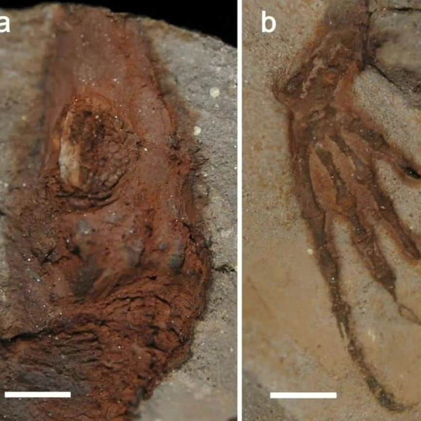 スラッシュさんのインスタグラム写真 - (スラッシュInstagram)「Credit to @dean_r_lomax Found in a Pompeii-like ancient fossil forest, this is a stunning fossil of Ascendonanus nestleri, a varanopid from the Permian of Germany. #fossilfriday  Although it looks like a lizard, this animal is a synapsid and is more closely related to mammals. It comes from a famous site in Chemnitz and is 290 million years old.   The detail is spectacular with preserved skin, scales, the body outline and even eyelid ossicles. It was described in 2018 by friend and colleague, Frederik Spindler and his team. The art is also by Freddi.   iiii]; )'」9月1日 22時59分 - slash