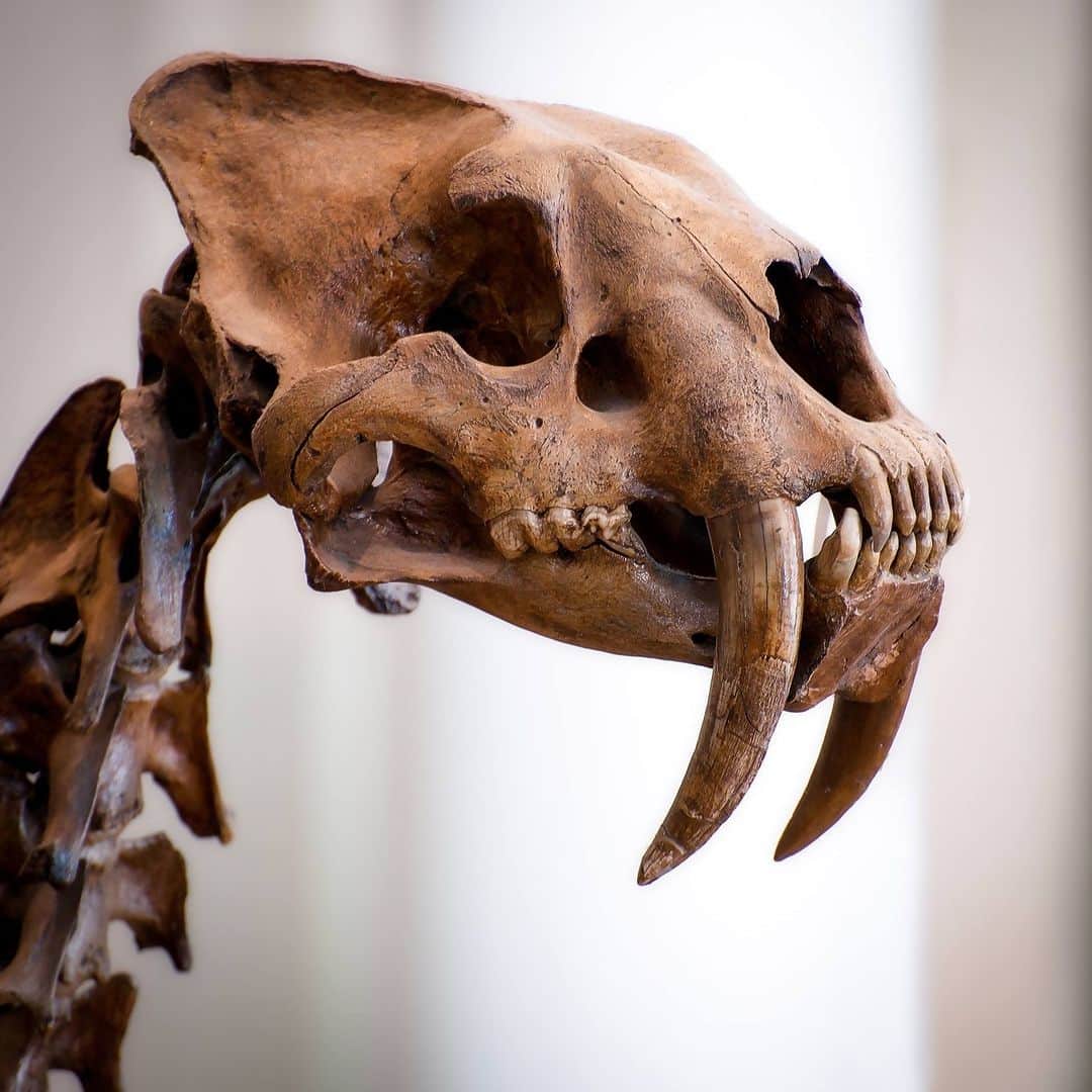 アメリカ自然史博物館のインスタグラム：「Smile like Smilodon, because it’s Fossil Friday! This saber-tooth cat roamed the Americas during the Pleistocene, until its extinction some 10,000 years ago. Scientists estimate that its signature teeth, which could reach lengths of 7 in (18 cm), grew at the rapid speed of .24 in (6 mm) per month—double the growth rate of an African lion’s teeth. To unsheathe these knife-like canines, Smilodon could open its jaws twice as wide as today’s big cats. You can spot this fearsome predator in the Museum’s Hall of Primitive Mammals.   Photo: © AMNH #paleontology #smilodon #prehistoric #megafauna #biodiversity #amazinganimals #didyouknow」
