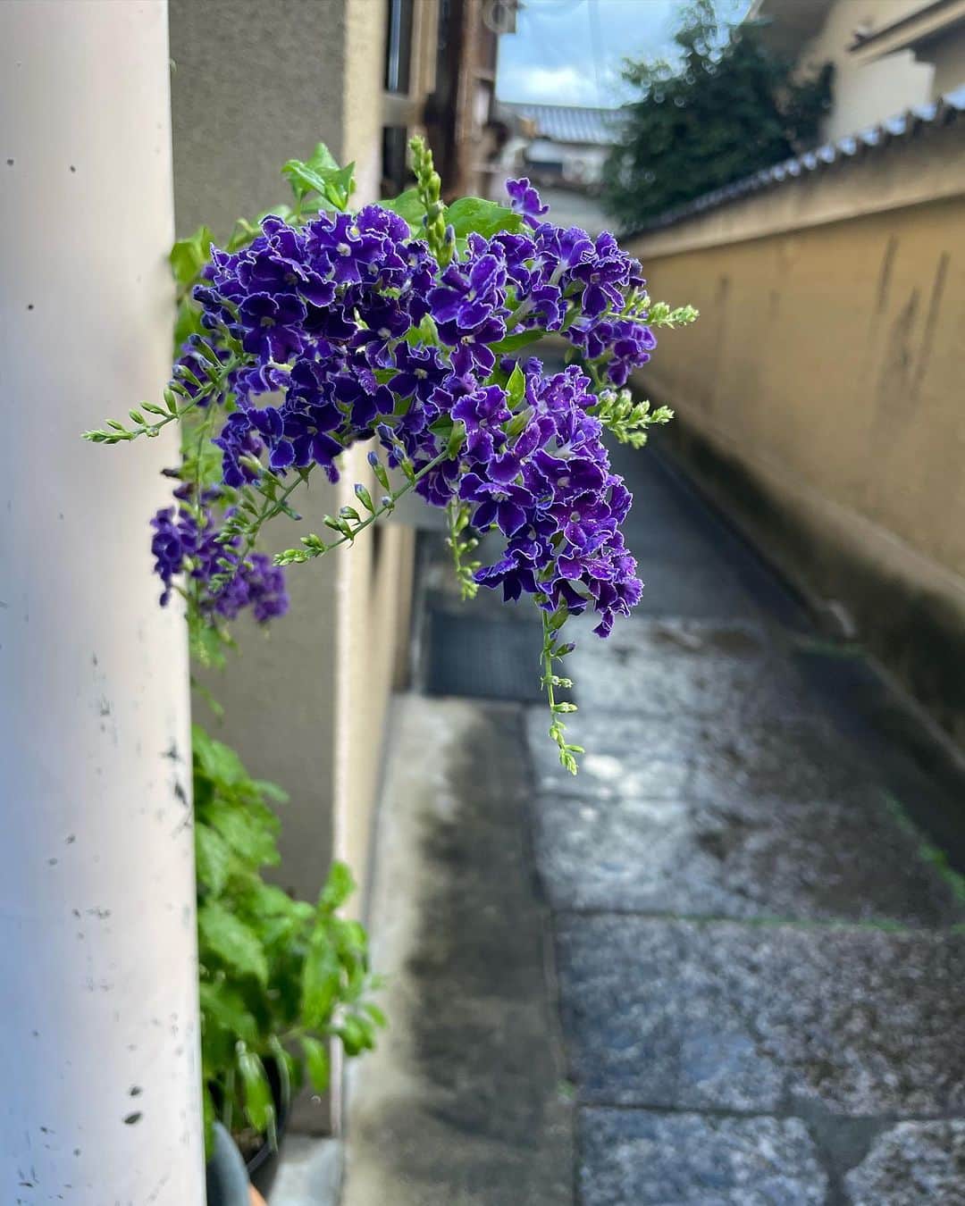 諸岡なほ子さんのインスタグラム写真 - (諸岡なほ子Instagram)「龍安寺を出て京都駅方面に向かうバスを待っていると、この日のニュースになるほどの強烈な雨が私たちの上にザバザバ降ってきました。 息子と私は、息子の折り畳み傘の下で肩を寄せ合い、私の折り畳みを妊婦さんとそのパートナーの方にお渡し。一日一善気分でバスを待つこと5分ほど。傘をさしていてもほぼびしょ濡れ状態の乗客は、誰もがバスに乗り込む時には謎の歓声を上げ、なぜかお互いに笑顔を飛ばしあい、次の瞬間濡れた体にキンキンの冷房が寒すぎて、外国人観光客のおじさんと息子は震えるジェスチャーで通じ合うという、バス全体がふしぎなハイ状態に包まれました。 そんな経験も旅ならではというか、息子はとっても楽しかったみたいです。てか、私も楽しかったですしね。  あと、その時はどっと疲れたけど、何度もバスに乗り間違えたり、遠回りしたり、期待して開店時間に伺ったうどん屋さんが臨時休業だったり、失敗やうまく行かないこともたくさんありました。そんな旅こそ、可愛い子にさせておきたかった気もして。  楽しかったからとにかく私が全肯定なだけかもしれませんが、すでに息子からも「次は大阪に行きたい！」と言われております。  よっしゃ、たこ焼き食べに行くか！！ お好み焼き食べに広島もいいぞー。 #母と息子のふたり旅 #弾丸京都旅」9月1日 23時18分 - morookanahoko