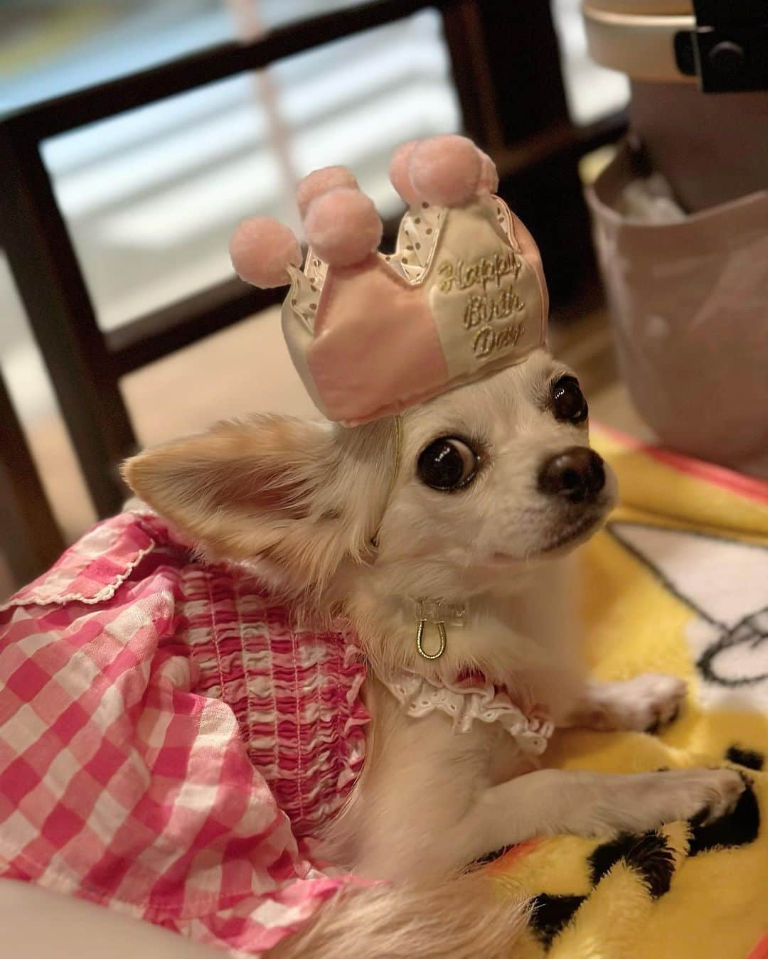 堀尾実咲のインスタグラム：「HAPPY BIRTHDAY ロア🐰💕  我が家の姫、6歳になりました！👸✨  あいかわらず大好きなお散歩と日向ぼっことおやつを楽しみに毎日を過ごしています🐰  かわいいかわいいロア、 お誕生日おめでとう💕 だいすきよ☺️💕」