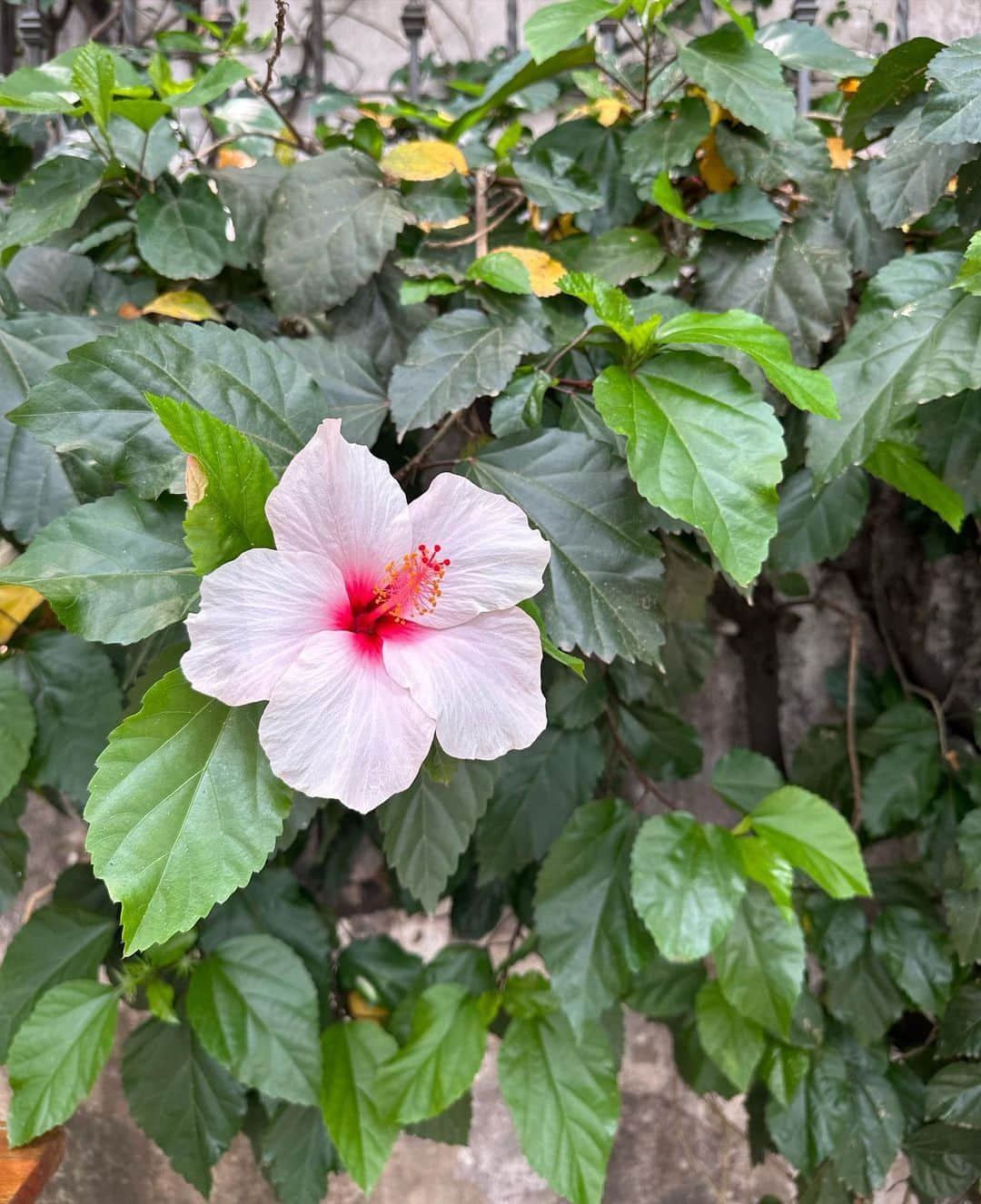 ジュリエッタ・ボシュさんのインスタグラム写真 - (ジュリエッタ・ボシュInstagram)「about the summer💫」9月1日 23時39分 - juliettebossu