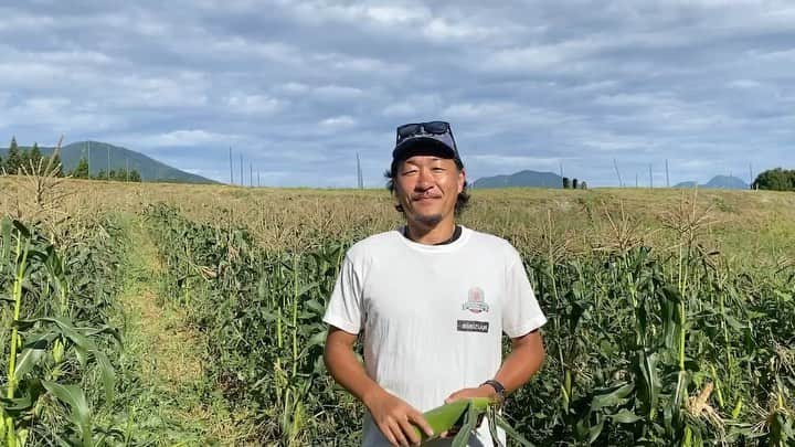 石川直宏のインスタグラム：「『"なおもろこし"受付終了のお知らせ』  今シーズン最後の収穫に行ってきました🌽👨🏽‍🌾  天候に左右されながらも、"なおもろこし"たちは元気いっぱいに育ってくれました✨  そんな"なおもろこし"をご購入いただいた皆さん、ありがとうございました🙌  笑顔や元気を届ける事ができていれば幸いです☺️  来年に向けて、向き合い、土と心を耕し、また皆さんに"惚れるなおもろこし"をお届けできる様に。  自然の恵みに、一緒に向き合ってくれた仲間に、手に取っていただいた皆さんに感謝👏👏👏  #NAOsFARM #NAOsFARM2023 #みみずや @mimizuya.nagano  #Iizuna #飯綱 #Nagano #長野 #なおもろこし #惚れるなおもろこし #なおもろこしゴールド #なおもろこしパール #NAOsFARM農場長 #NaohiroIshikawa #石川直宏」