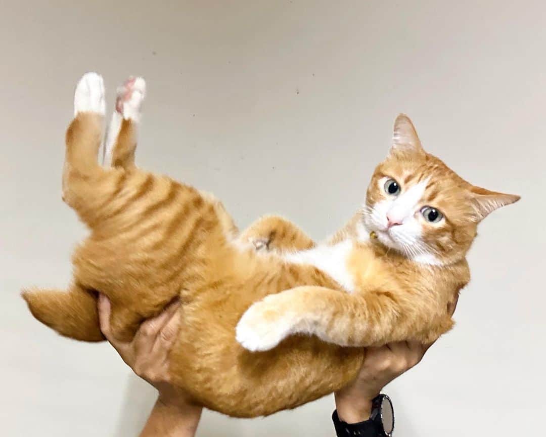 tamatamagoさんのインスタグラム写真 - (tamatamagoInstagram)「Ginger cat appreciation day 🎉🎉🎉🎉🎉  今日は、世界茶トラ感謝デーだそうです😆 毎日最高の癒しを提供してくれるハニたんには、本当感謝しかありません！ あんたが一番❣️❣️ 思いっきり持ち上げました🤣🤣🙌🏻🙌🏻  ㊗️ วันยกย่องแมวส้ม  #วันยกย่องแมวส้ม  #茶トラ感謝の日  #gingercatappreciationday   2023/09/01  #茶トラ　#茶トラ男子部 #茶トラ白 #茶トラ猫 #ちゃとら猫 #ちゃとら #ねこのきもち #ねこのいる暮らし #ねこすたぐらむ #猫　#保護猫　#gingercat #gingercatsrule #gingercatsofinstagram #cats_of_instagram #cats_of_world #ilovemycat #kucing #katze #แมว #catthailand」9月1日 23時48分 - tamatamago