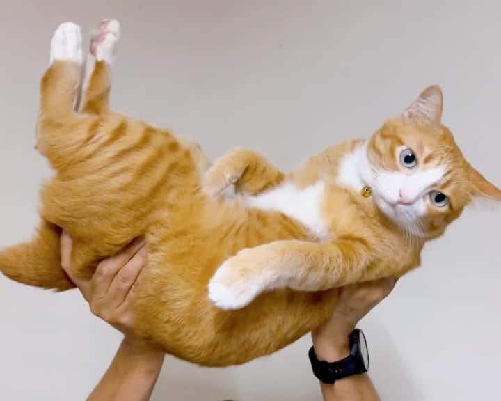 tamatamagoのインスタグラム：「Ginger cat appreciation day 🎉🎉🎉🎉🎉  今日は、世界茶トラ感謝デーだそうです😆 毎日最高の癒しを提供してくれるハニたんには、本当感謝しかありません！ あんたが一番❣️❣️ 思いっきり持ち上げました🤣🤣🙌🏻🙌🏻  ㊗️ วันยกย่องแมวส้ม  #วันยกย่องแมวส้ม  #茶トラ感謝の日  #gingercatappreciationday   2023/09/01  #茶トラ　#茶トラ男子部 #茶トラ白 #茶トラ猫 #ちゃとら猫 #ちゃとら #ねこのきもち #ねこのいる暮らし #ねこすたぐらむ #猫　#保護猫　#gingercat #gingercatsrule #gingercatsofinstagram #cats_of_instagram #cats_of_world #ilovemycat #kucing #katze #แมว #catthailand」