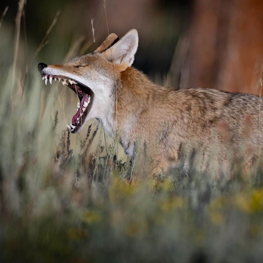 Keith Ladzinskiのインスタグラム：「The North American #coyote is one of my favorites, these clever predators are adaptable survivors, with the ability to hunt solo or in packs quite effectively. I photographed this subadult here in @rockynps yesterday evening as it was roaming through the sage fields with a small pack. The others were too obscured in the tall grass to get a clean frame of, but managed to snap off a few with this one here in a brief clearing.」