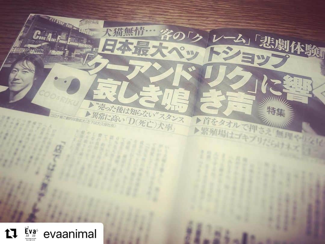 杉本彩さんのインスタグラム写真 - (杉本彩Instagram)「#Repost @evaanimal with @use.repost ・・・ 8月31日発売の週刊新潮に、取材内容と共に大手ペットショップ「クーアンドリク」の問題が掲載されました。 購入後に瀕死になったマルチーズや、先天性の股関節形成不全が見つかったキャバリア、そして購入後わずか4日後にパルボで命を落としたミックス犬など、トラブルが続々明らかに。 また、繁殖部門のグループ企業に勤めていた方の証言も。 ぜひ現在発売中の週刊新潮をご覧ください。 #クーアンドリク #新潮 #週刊新潮 #生体展示販売 #ペットショップ反対 #NOPETSHOP #公益財団法人動物環境福祉協会eva #杉本彩」9月2日 9時28分 - sugimoto_aya0719